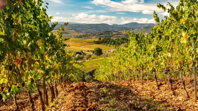 Cinco vinos tintos de mencía que reflejan el 'terroir' del Bierzo