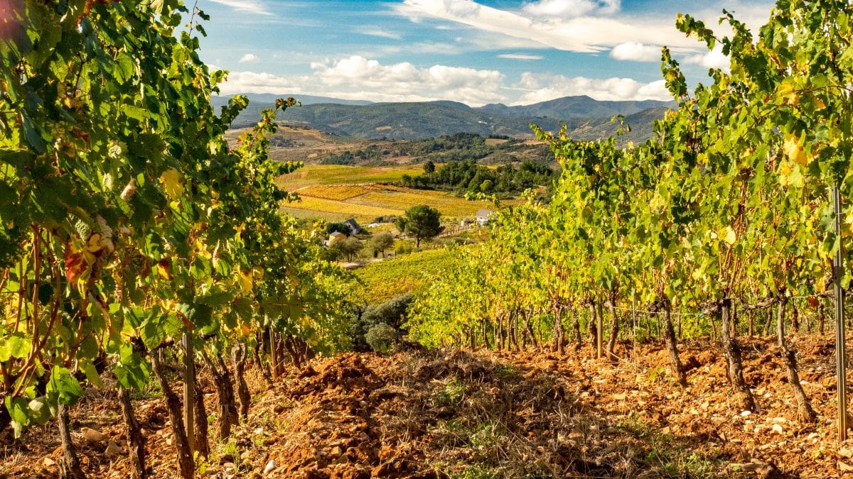 Cinco vinos tintos de mencía que reflejan el ‘terroir’ del Bierzo