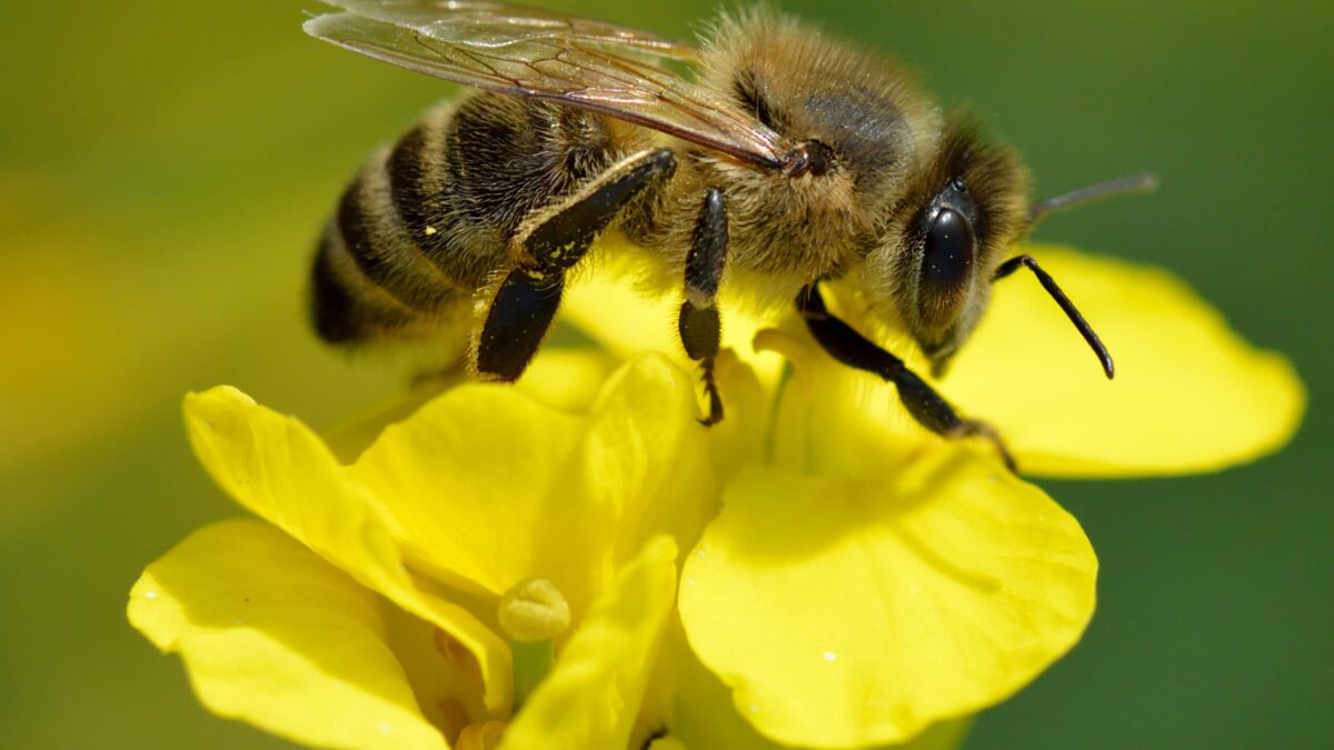 Las abejas melíferas se agrupan cuando hace frío, pero estamos equivocados sobre el motivo