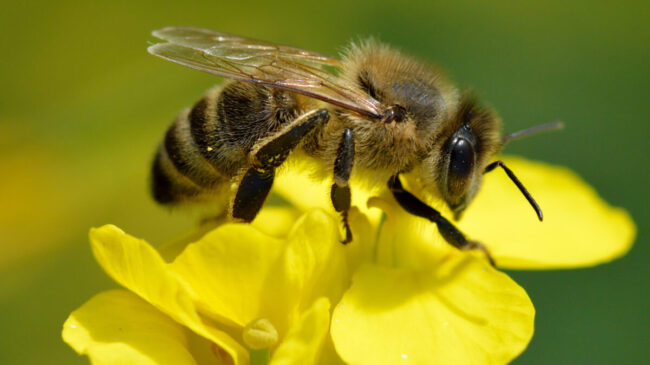 Las abejas melíferas se agrupan cuando hace frío, pero estamos equivocados sobre el motivo