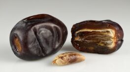 Las semillas de los dátiles esconden un tesoro de compuestos saludables