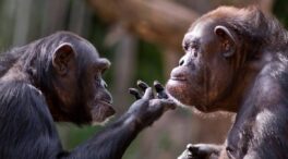 Los simios recuerdan a amigos que no han visto en décadas