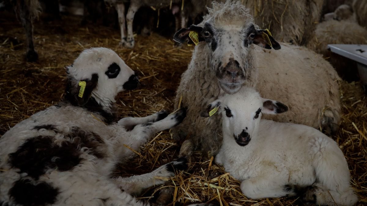 Gli allevatori di Castilla e León avvertono dell'ingresso “massiccio” di agnelli dall'Italia e dalla Francia