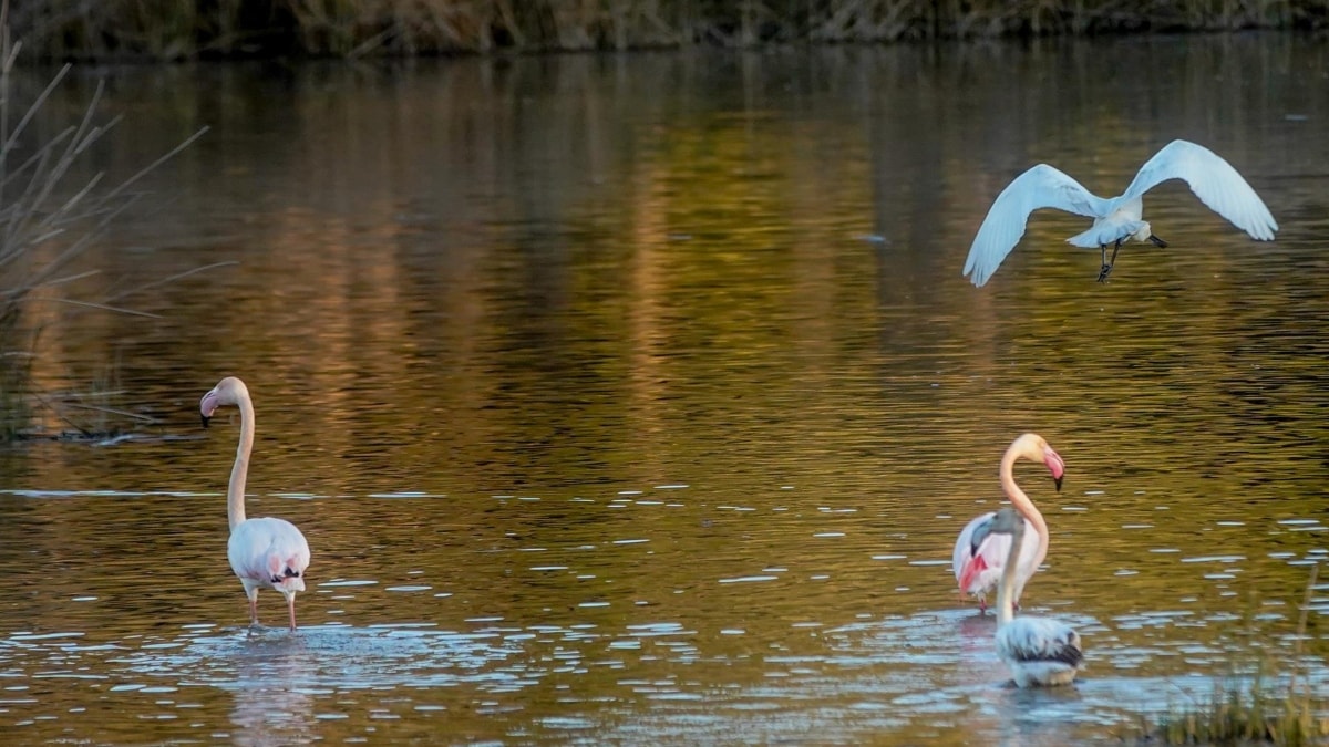 La mala gestión borra a Doñana de la lista verde del organismo ambiental más grande del mundo