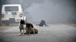 Investigan a un hombre en Baztán (Navarra) por pegar patadas a un perro que terminó muriendo