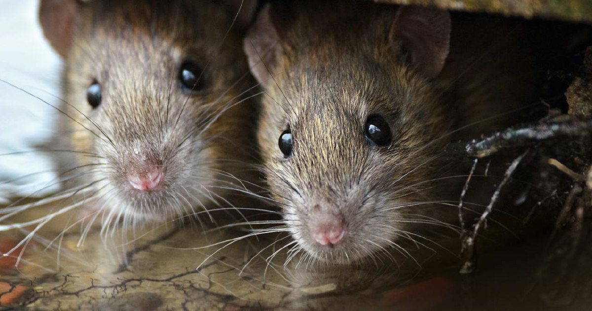 Las ratas son más humanas de lo que parece, y les gusta estar con nosotros