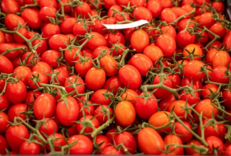 Productores de tomate avisan a la industria de la pérdida de explotaciones si no pagan más