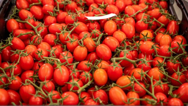 Productores de tomate avisan a la industria de la pérdida de explotaciones si no pagan más