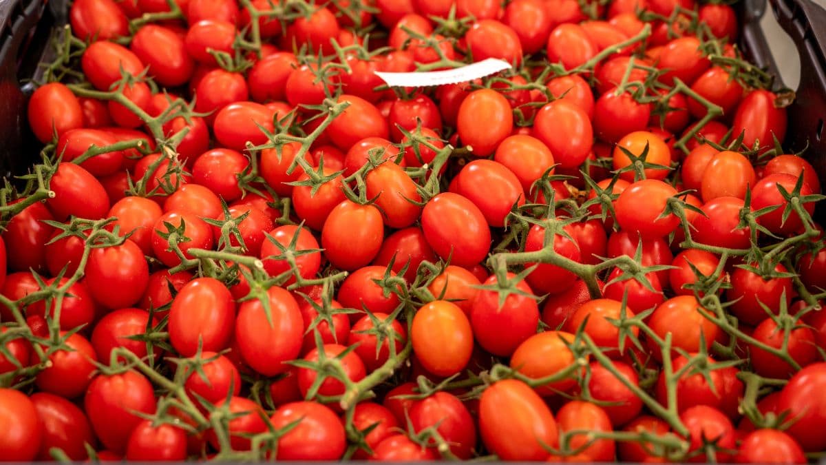 Productores de tomate avisan a la industria de la pérdida de explotaciones si no pagan más