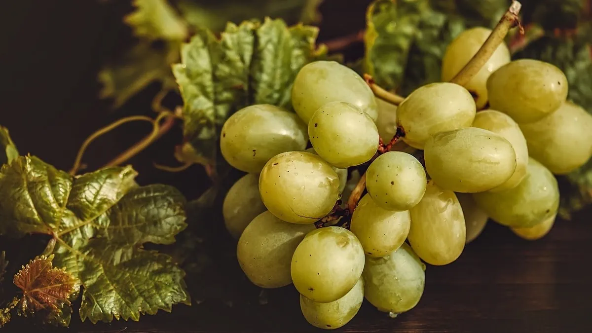 Los beneficios de comer uvas vas más allá de la Nochevieja, donde son típicas