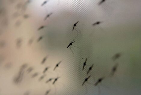 Científicos españoles identifican una barrera defensiva para luchar contra la malaria
