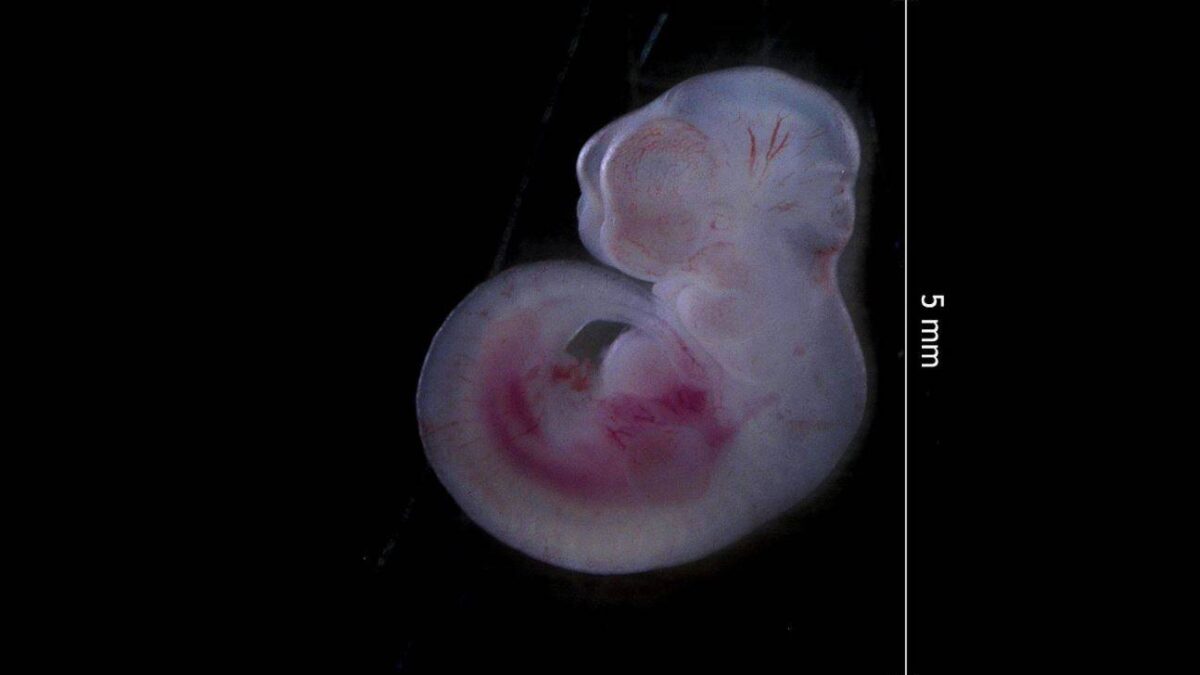 ¿Se pueden generar embriones sin un padre?