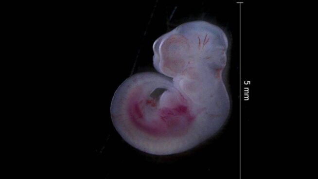 ¿Se pueden generar embriones sin un padre?