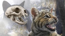 Descubren un nuevo felino que habitó Madrid en el Mioceno: 'Magerifelis peignei'
