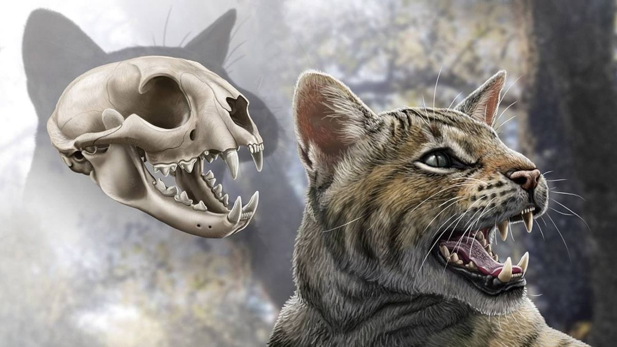 Descubren un nuevo felino que habitó Madrid en el Mioceno: 'Magerifelis peignei'