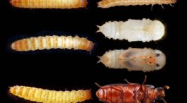 La metamorfosis de los insectos podría revelar las claves del paso a la adolescencia