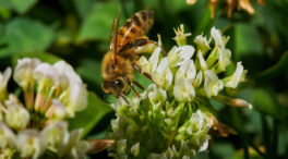 Jalea real: qué es y qué beneficios tiene uno de los productos más desconocidos de las abejas