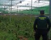 La fiscal Antidroga alerta de que España es el primer productor de cannabis de Europa