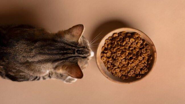 Dieta, edad y el entorno influyen en la microbiota intestinal de los gatos, según varios estudios