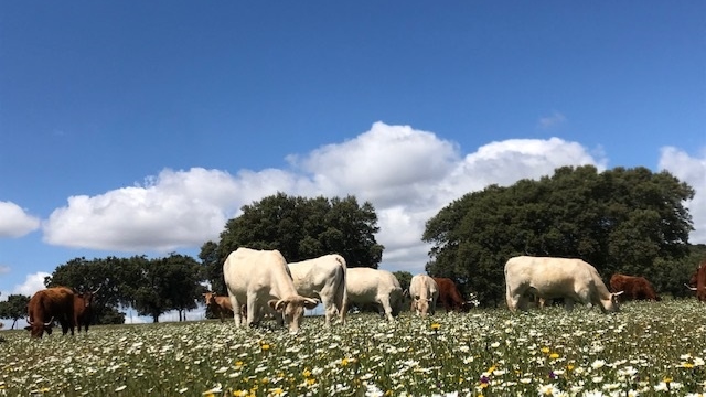 Beneficios de la carne de ternera añoja