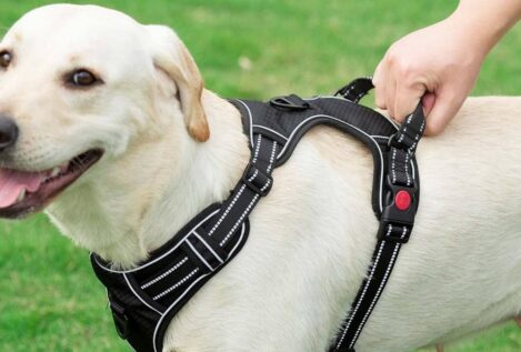 Camina tranquilo con tu mascota gracias a los mejores arneses para perros ¡y evita los tirones!