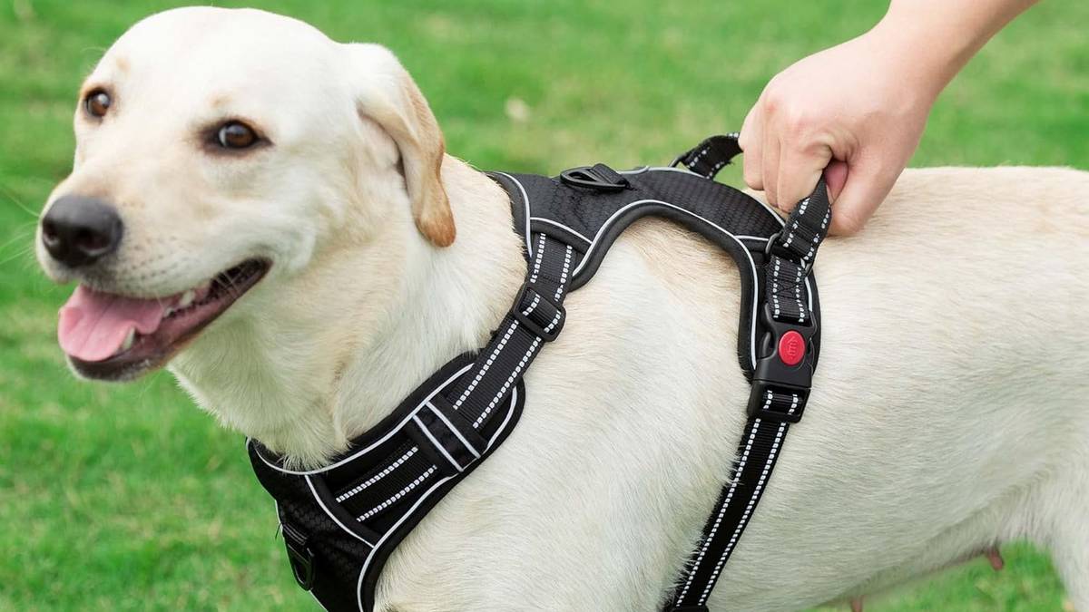 Camina tranquilo con tu mascota gracias a los mejores arneses para perros ¡y evita los tirones!