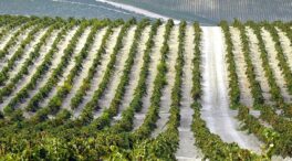Bruselas aprueba varias medidas para ayudar al vino europeo ante una «difícil» fase en el sector
