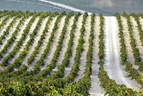 Bruselas aprueba varias medidas para ayudar al vino europeo ante una «difícil» fase en el sector