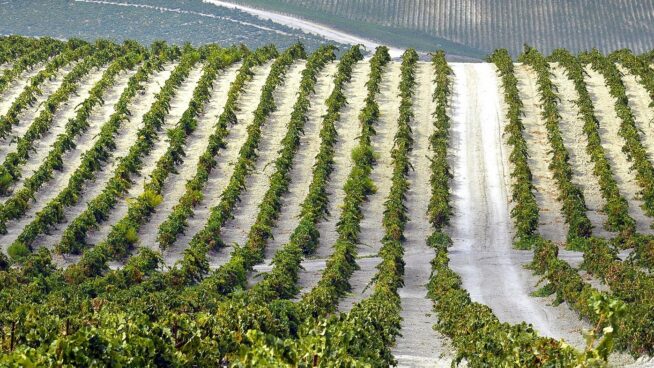 Bruselas aprueba varias medidas para ayudar al vino europeo ante una «difícil» fase en el sector