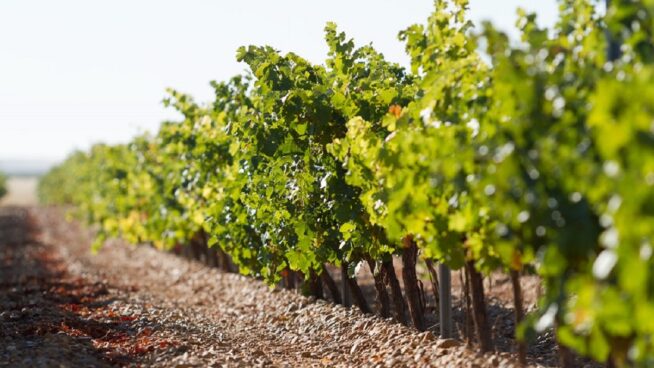 Los vinos de Castilla y León se consolidan como líderes en cuota de mercado
