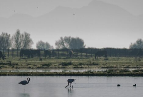 Doñana bate récords en menor número de aves y temperaturas más elevadas