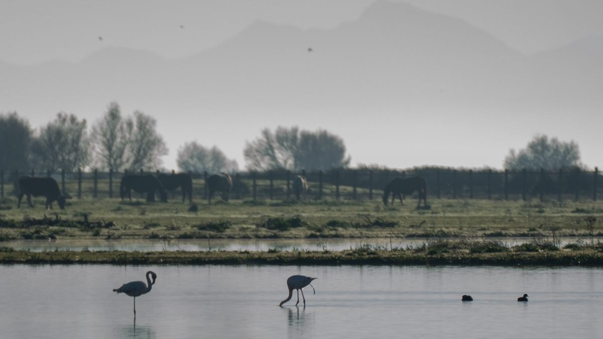 Doñana bate récords en menor número de aves y temperaturas más elevadas