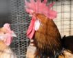 El sector cárnico avícola se une al campo y exige a Bruselas que vele por su estabilidad