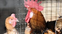El sector cárnico avícola se une al campo y exige a Bruselas que vele por su estabilidad