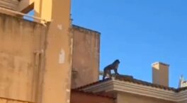 Capturado el mono que andaba suelto desde el lunes por La Línea de la Concepción (Cádiz)