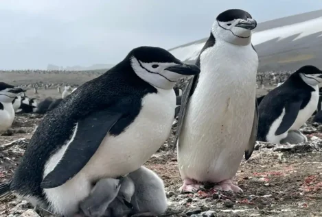 El Gobierno gasta 242.000 euros en estudiar la 'personalidad' de los pingüinos en la Antártida