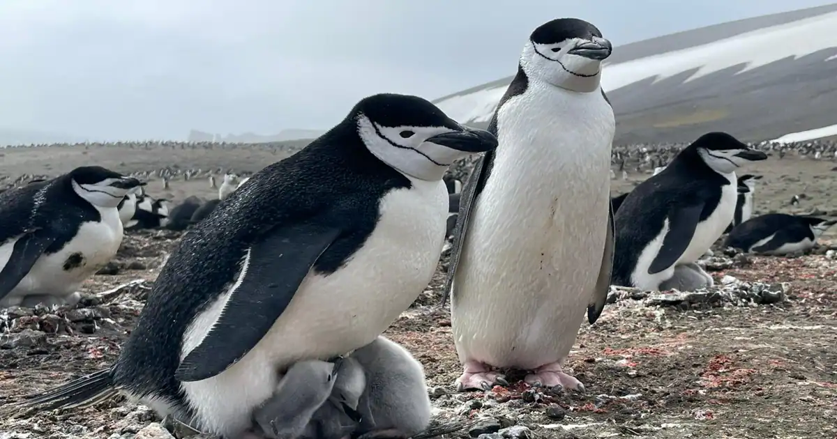 El Gobierno gasta 242.000 euros en estudiar la ‘personalidad’ de los pingüinos en la Antártida