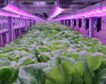Agricultura vertical: el sistema que puede ahorrar hasta un 90% de agua