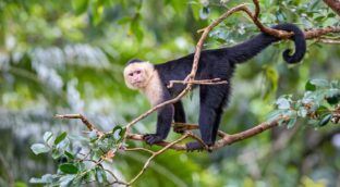 Una mutación genética hizo que perdiéramos la cola