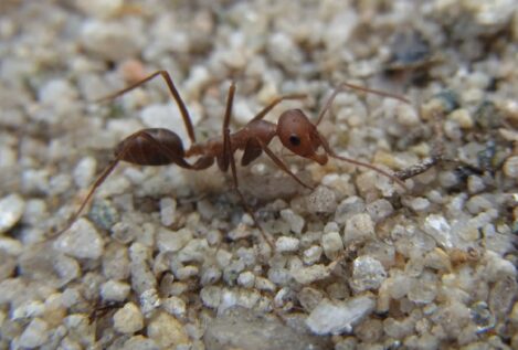 ¿Cómo encuentran el camino de vuelta a casa las hormigas del desierto?