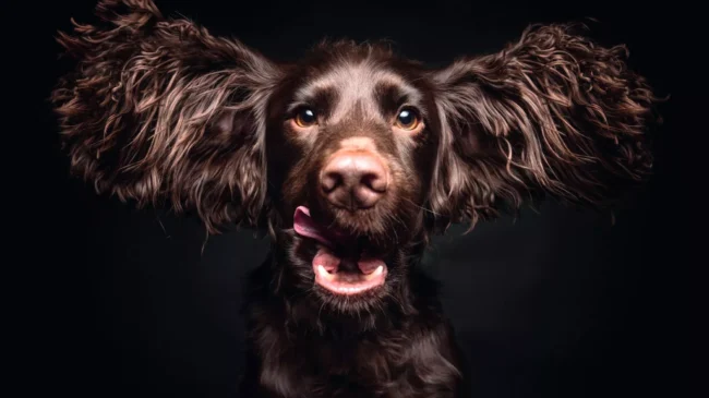 Perros ‘wocker’: tan deseados como desconocidos