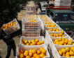 Los agricultores andaluces hunden sus precios por la entrada masiva de naranjas de Egipto