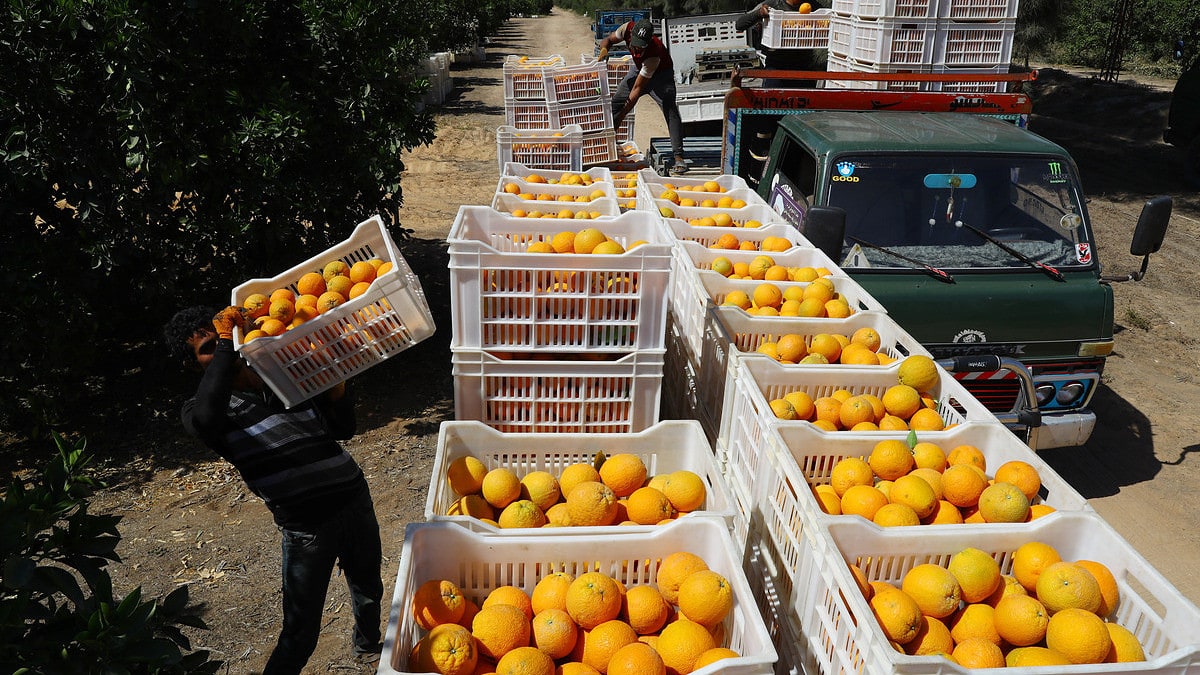 Los agricultores andaluces hunden sus precios por la entrada masiva de naranjas de Egipto