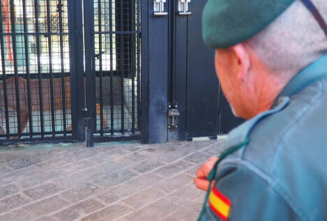 La Guardia Civil interviene un lince africano en el jardín de una vivienda en Marbella