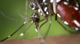 El mosquito tigre se asienta en Andalucía más allá del verano