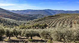 El paisaje del olivar impulsa la actividad de alojamiento en centenares de pueblos en toda España