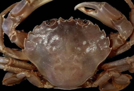 Descubierta una nueva especie de cangrejo en aguas andaluzas