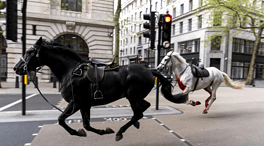 El desbocamiento de varios caballos en  Londres provoca al menos cuatro heridos