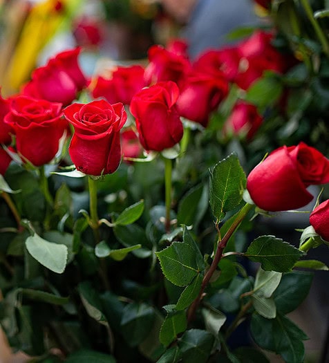 El día del libro y Sant Jordi, en imágenes