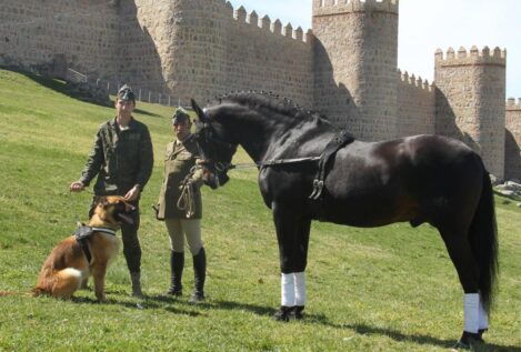 Defensa estrena himno para su unidad de caballos y perros: «Pura raza de España»